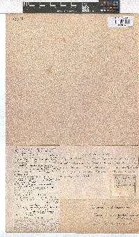 Erica conferta image