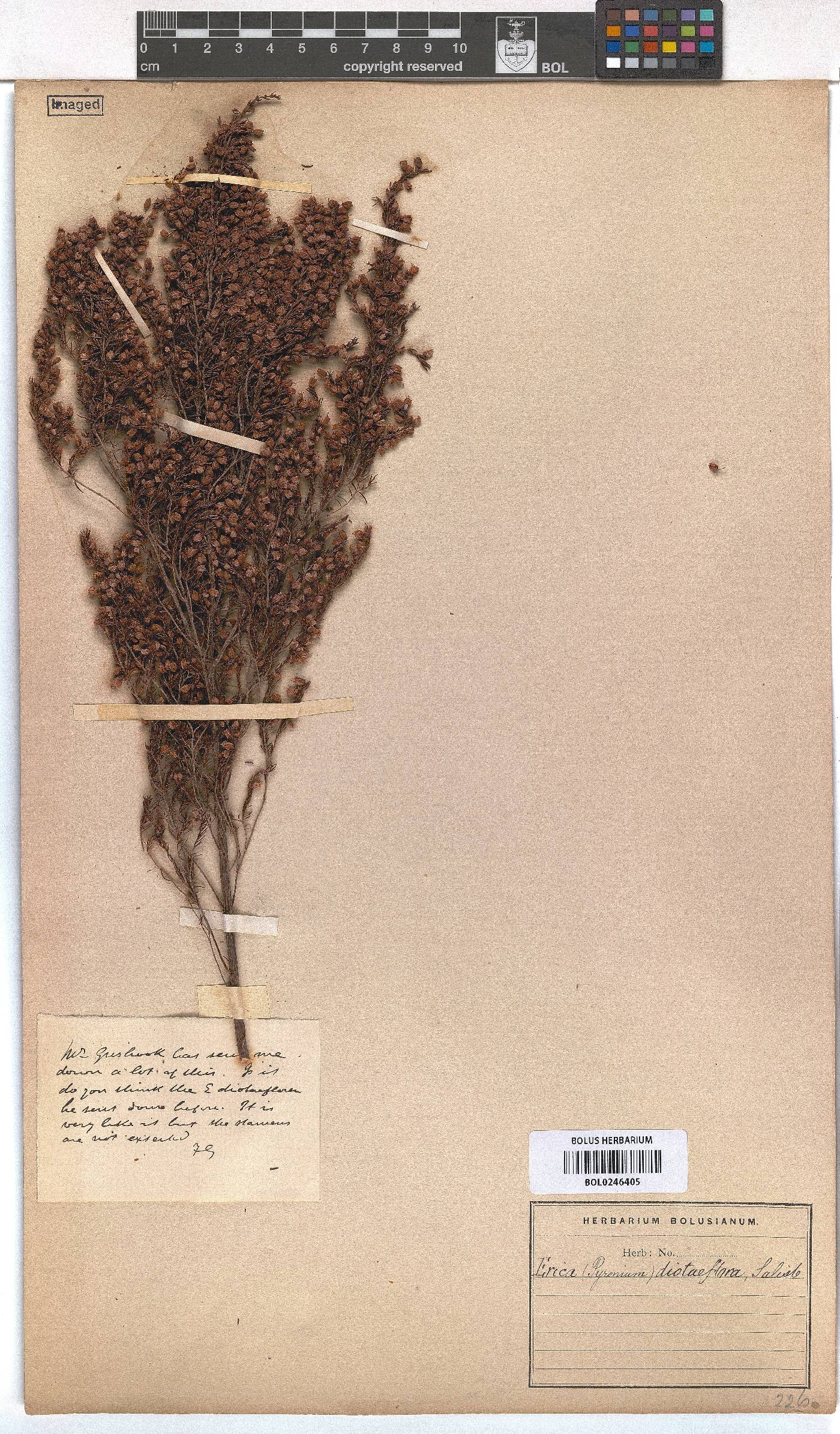 Erica diotiflora image