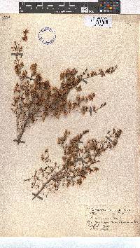 Erica multumbellifera image