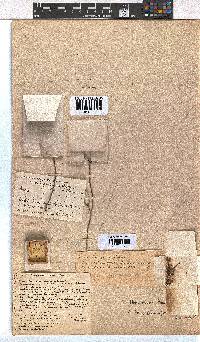 Erica curtophylla image