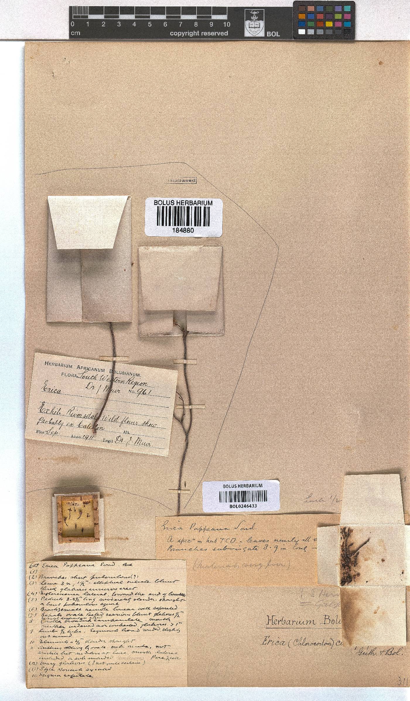 Erica curtophylla image