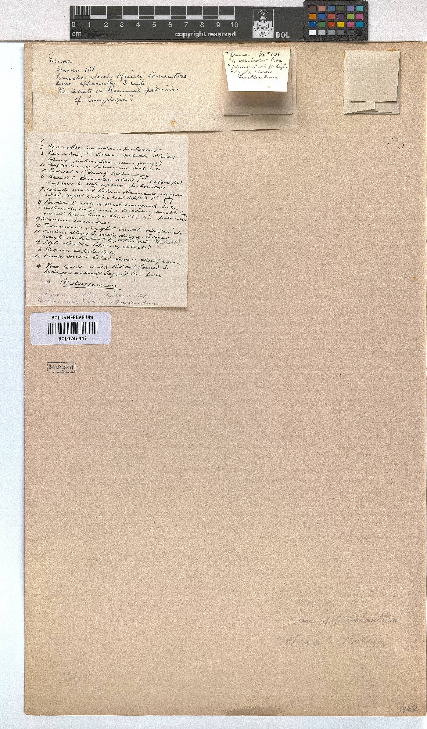 Erica melanthera image