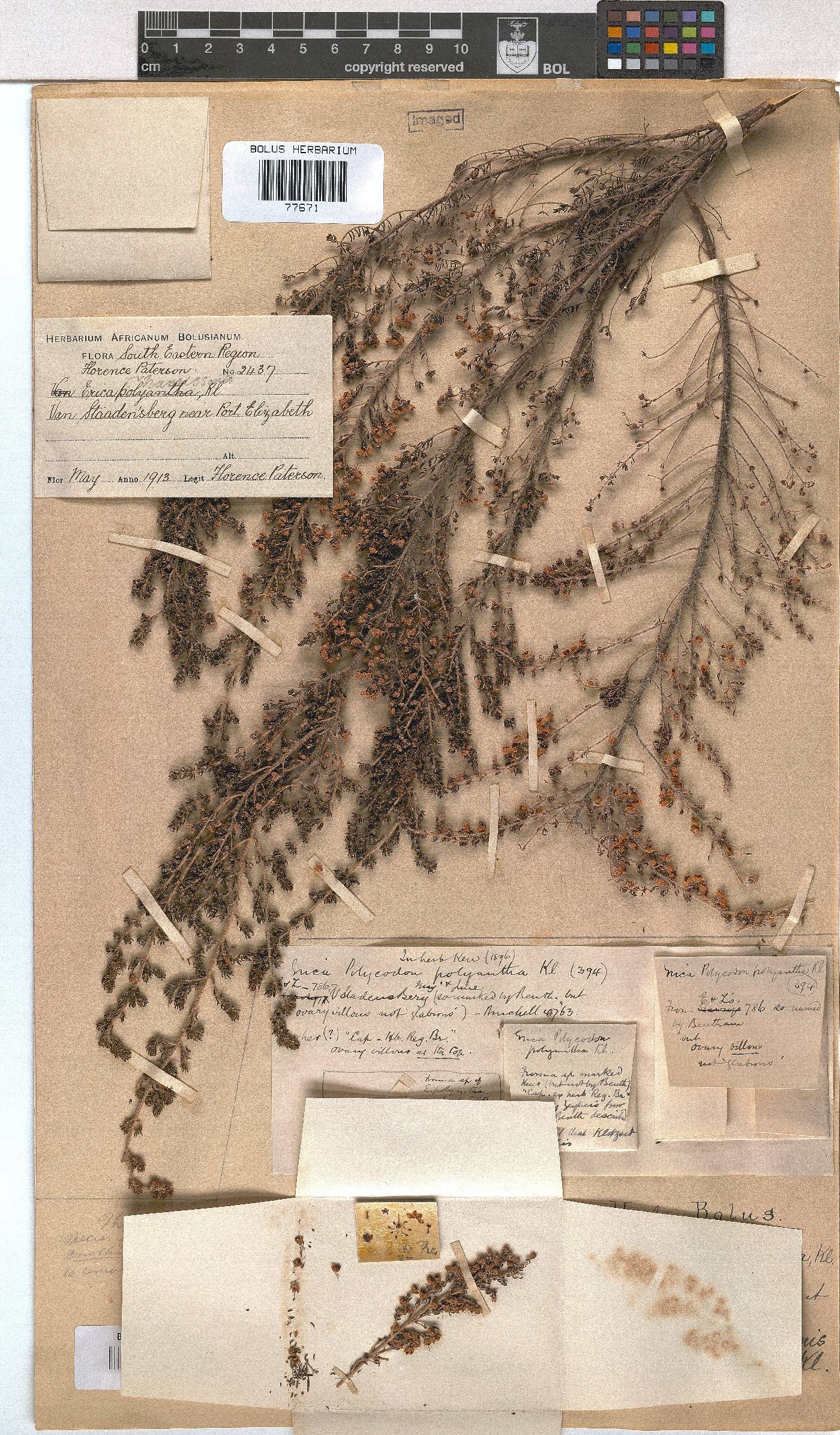 Erica chamissonis var. polyantha image