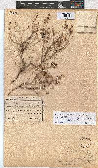 Erica benguelensis image