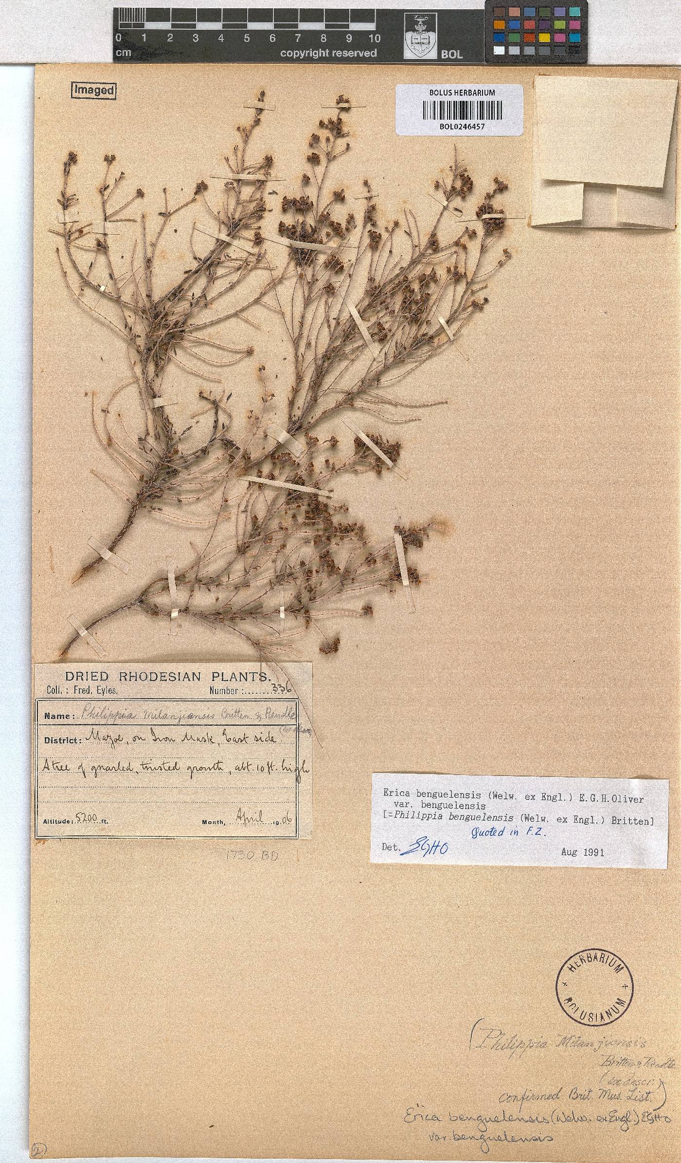 Erica benguelensis image