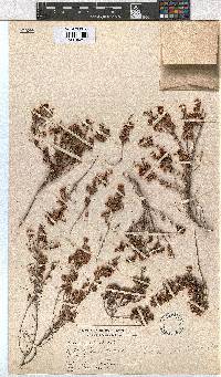 Erica lanceolifera image