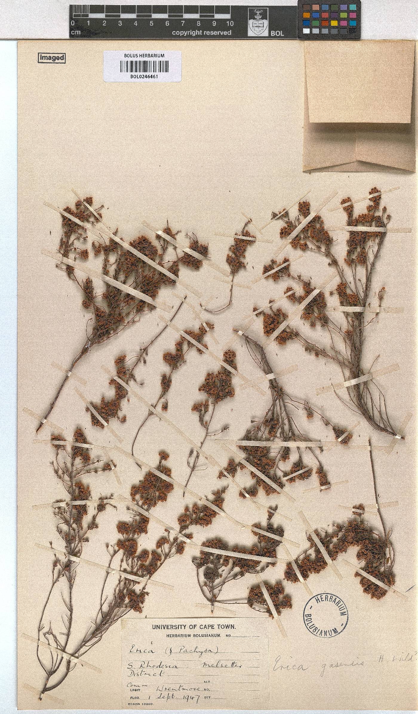 Erica lanceolifera image