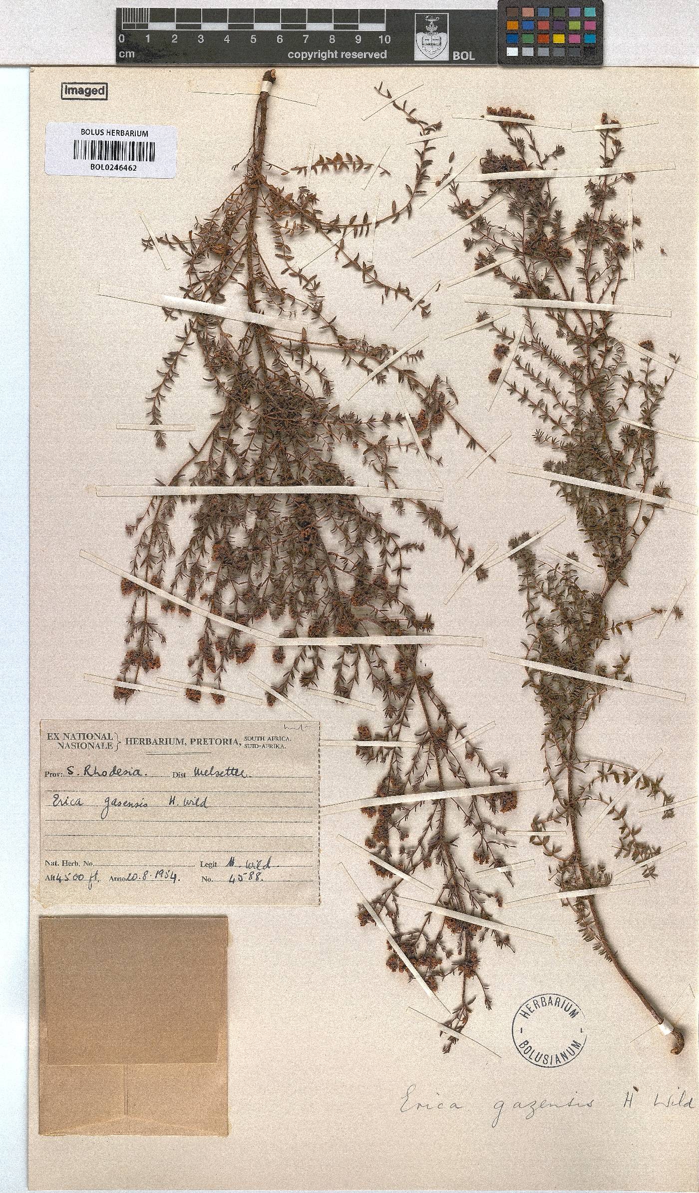 Erica lanceolifera image