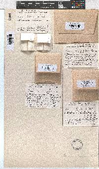 Erica pleiotricha image