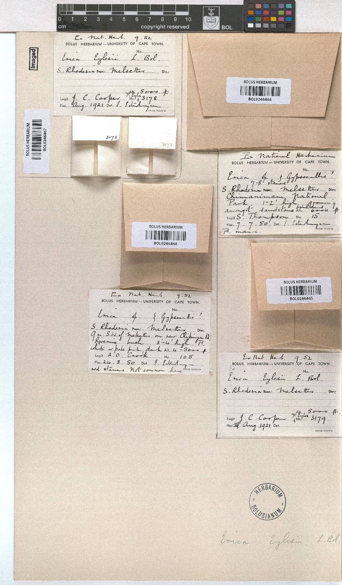 Erica pleiotricha image