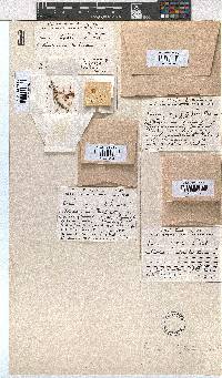 Erica pleiotricha image