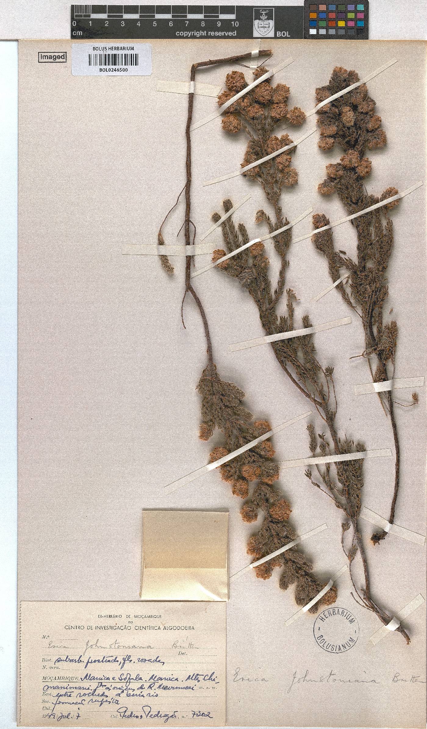 Erica johnstoniana image