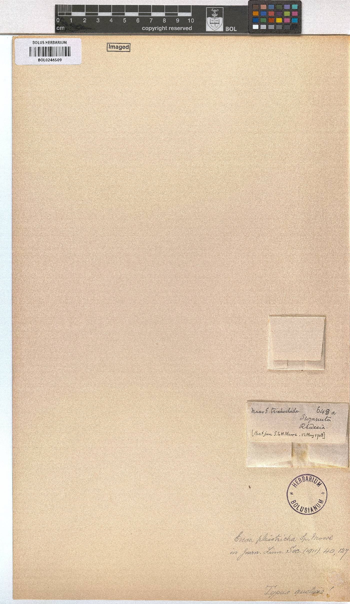 Erica pleiotricha image