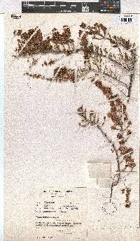 Erica lanceolifera image