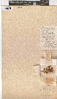 Erica pleiotricha image