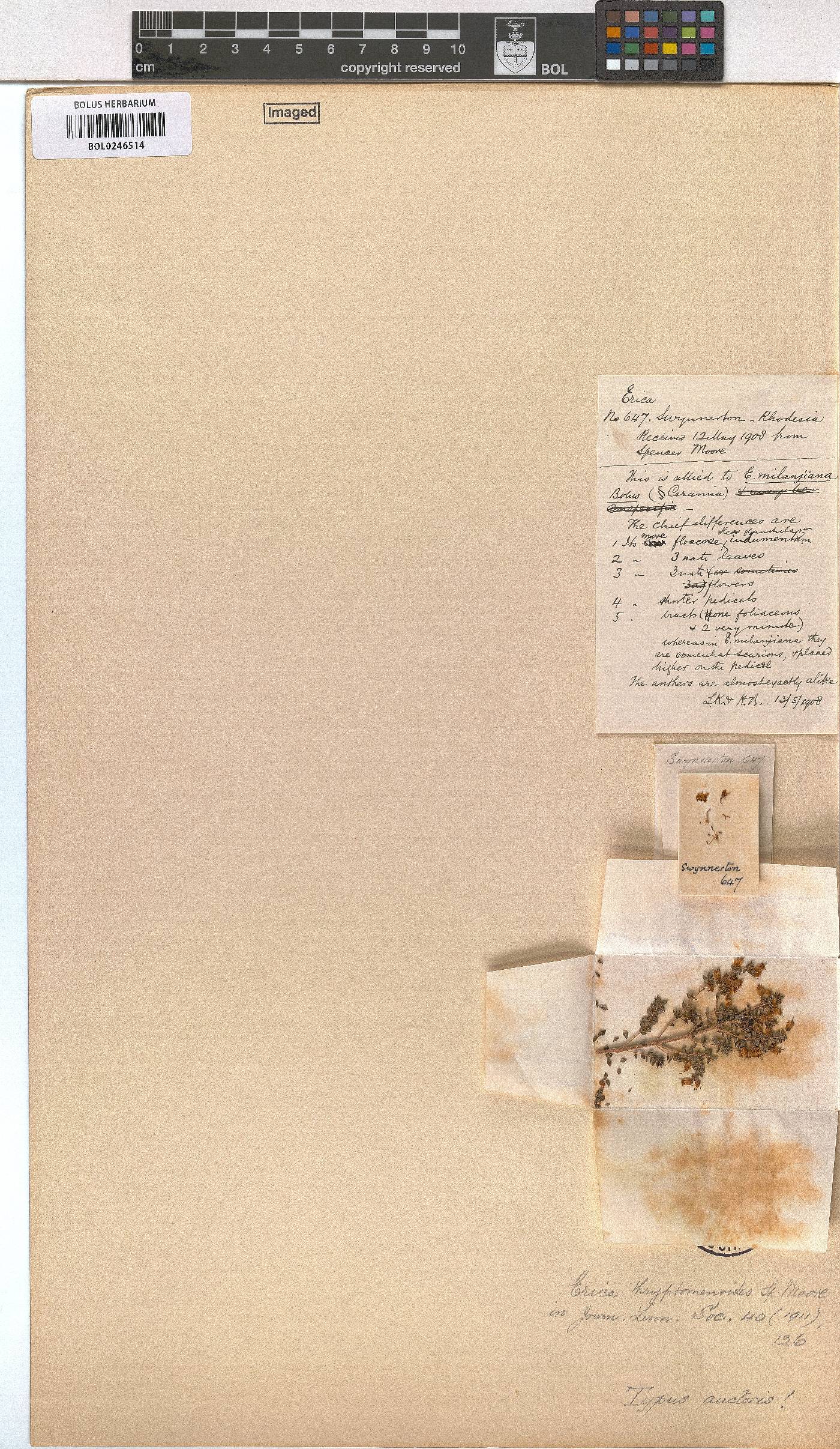 Erica pleiotricha image