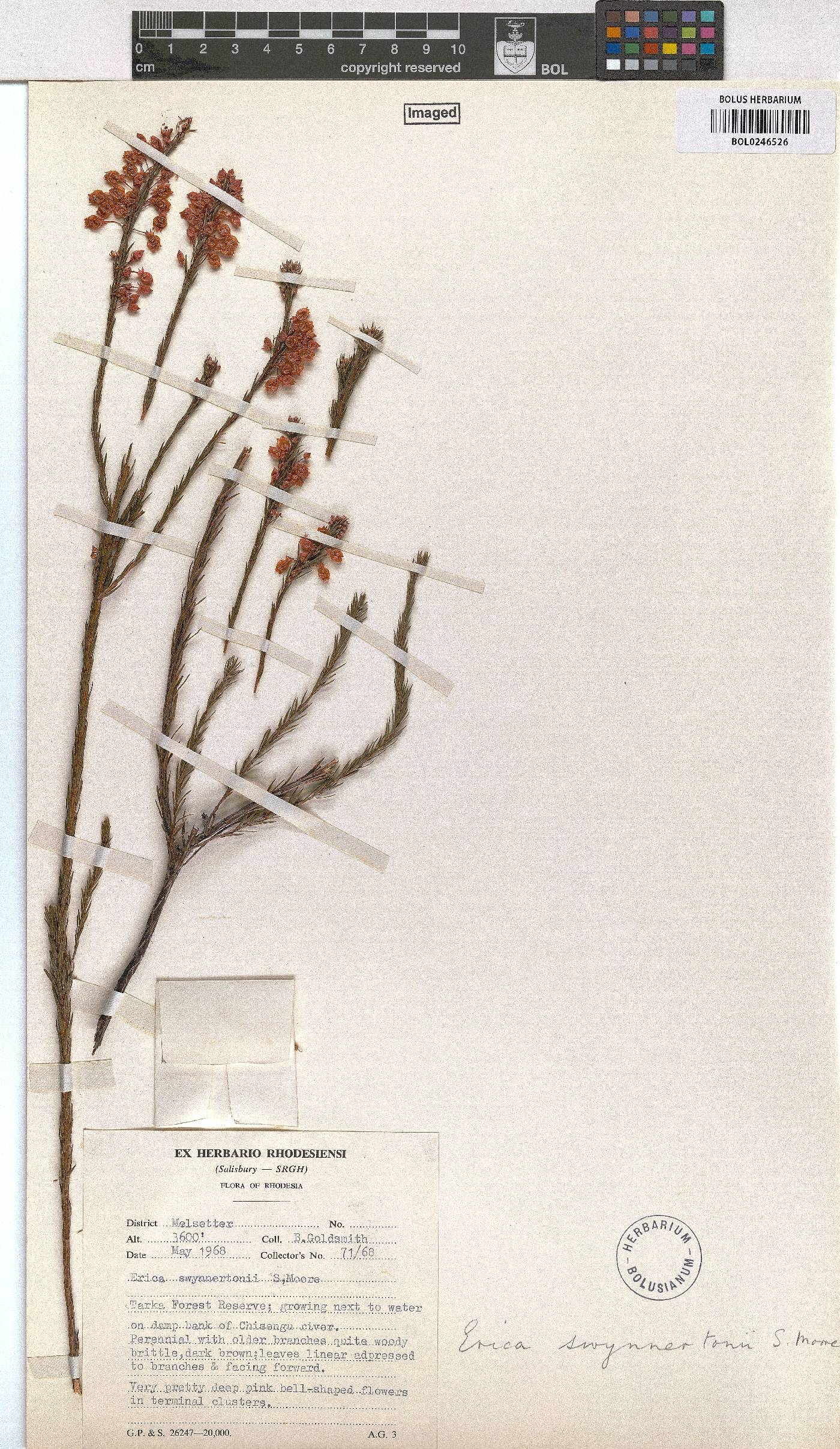 Erica whyteana image