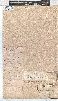 Erica whyteana image