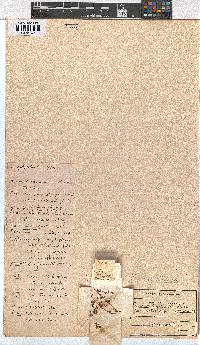 Erica milanjiana image