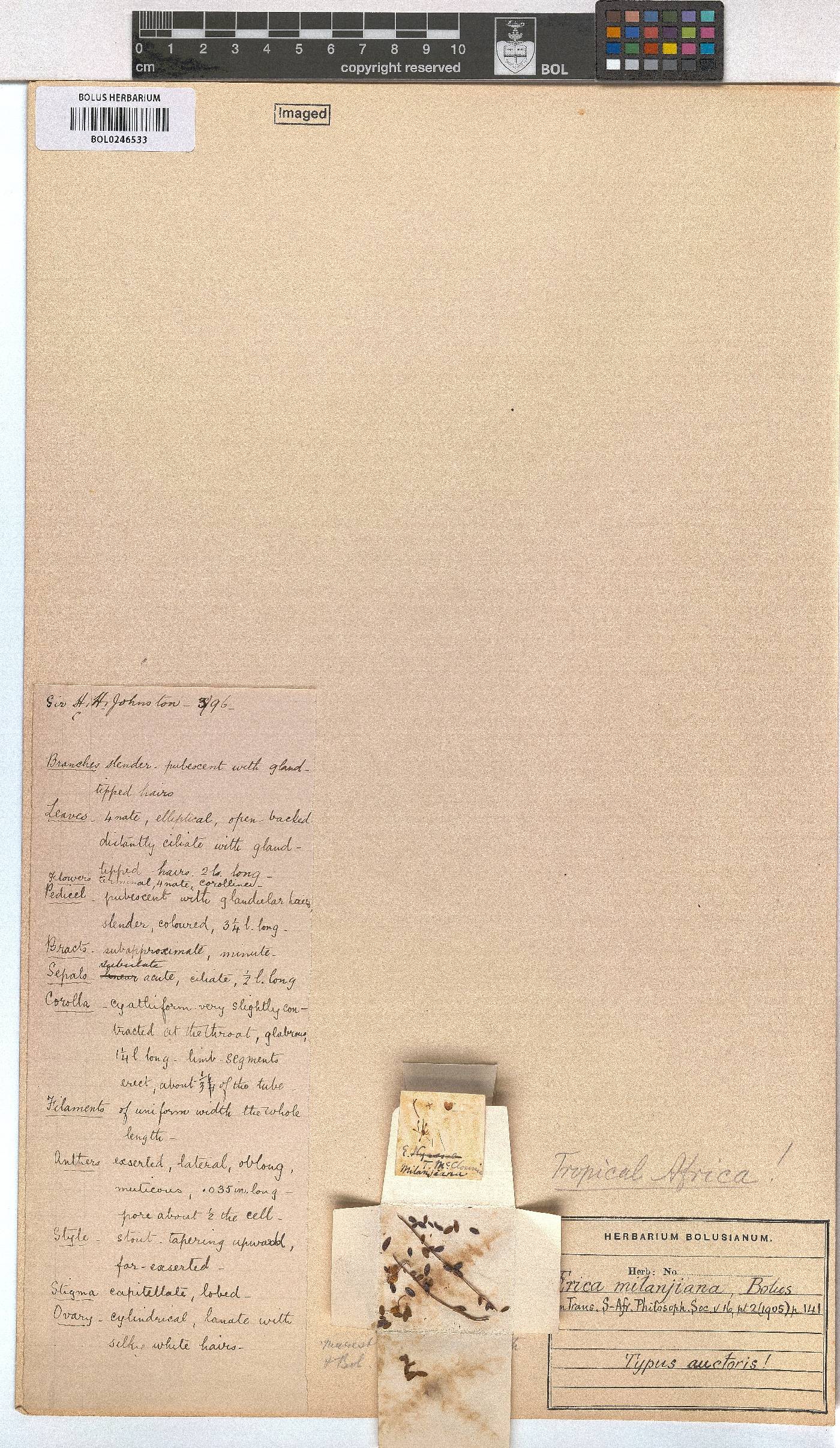 Erica milanjiana image