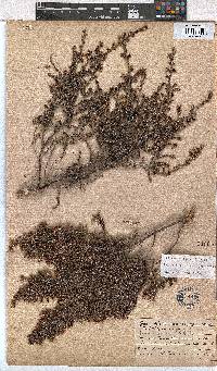 Erica exleeana image