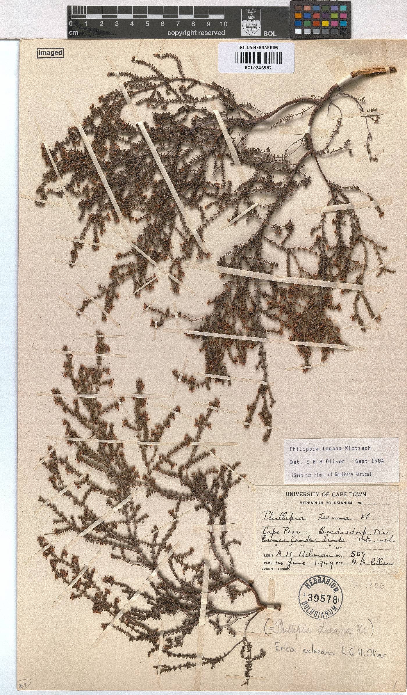 Erica exleeana image