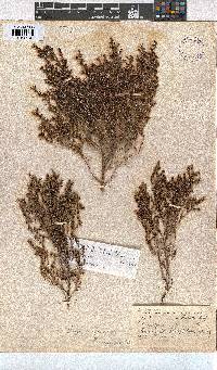 Erica zeyheriana image