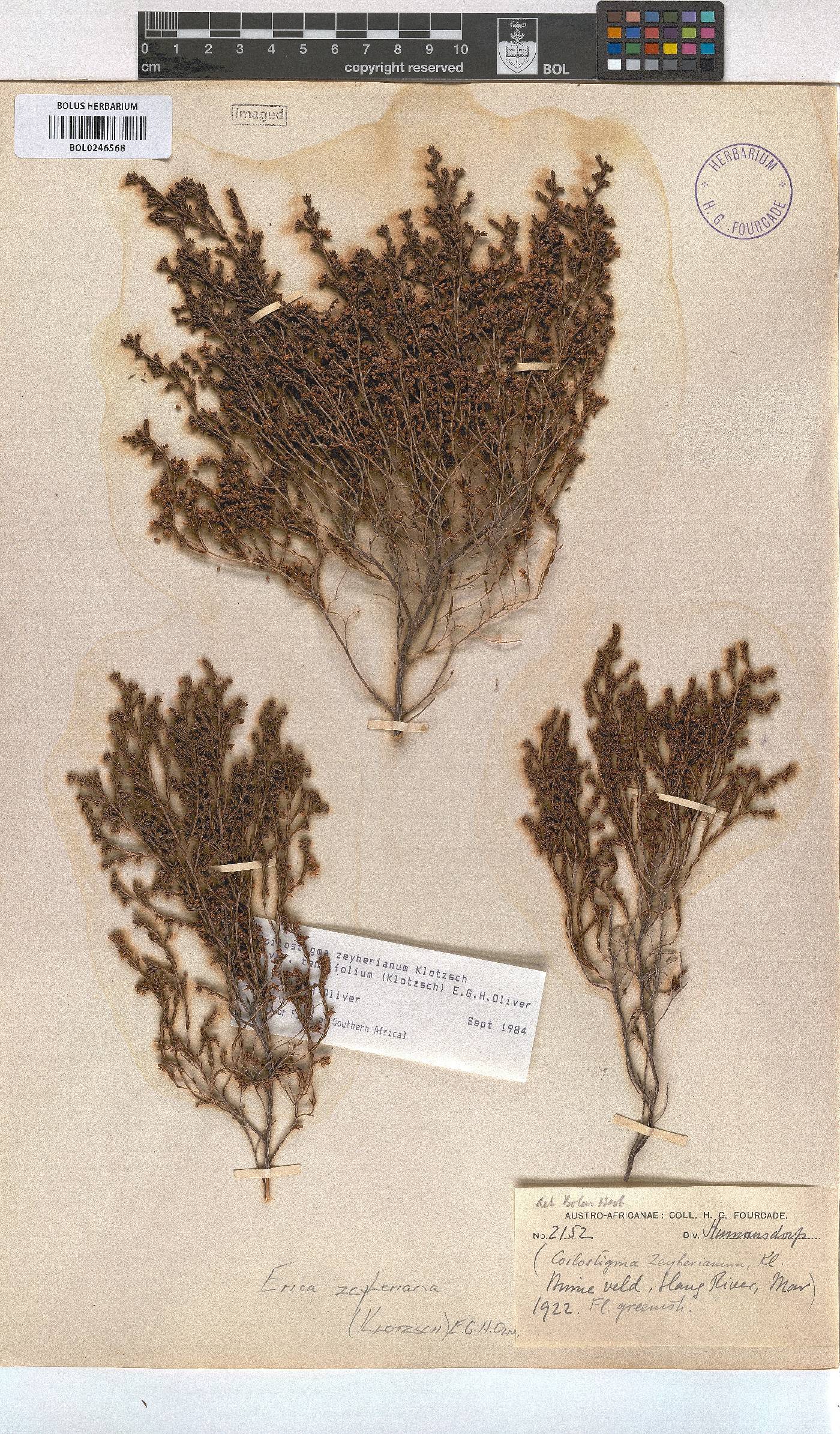 Erica zeyheriana image