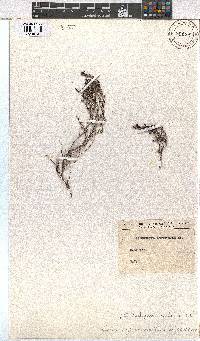 Erica zeyheriana image