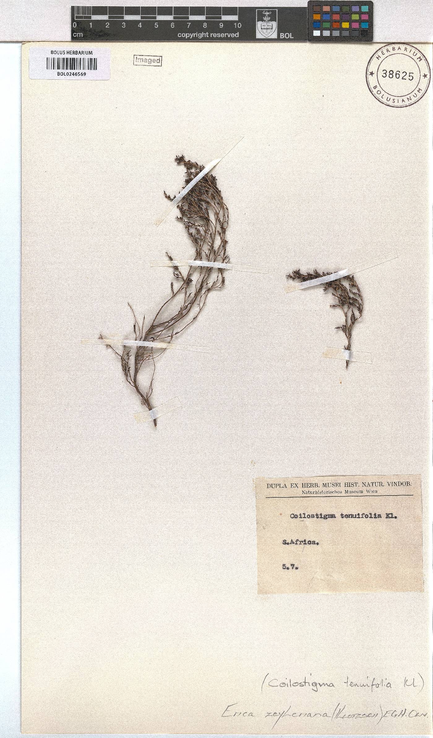 Erica zeyheriana image