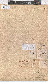 Erica zeyheriana image