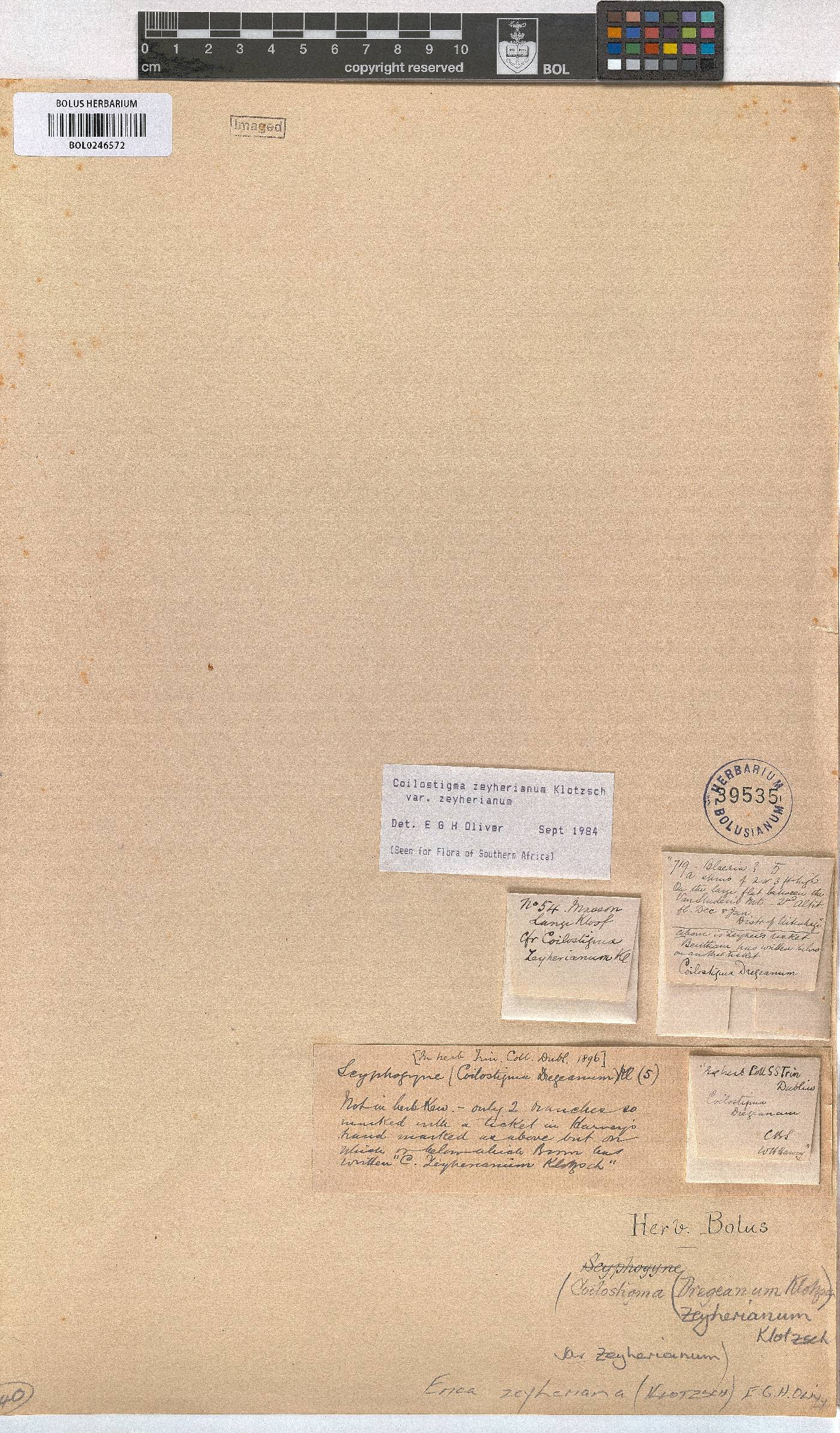 Erica zeyheriana image