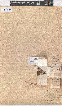 Erica zeyheriana image