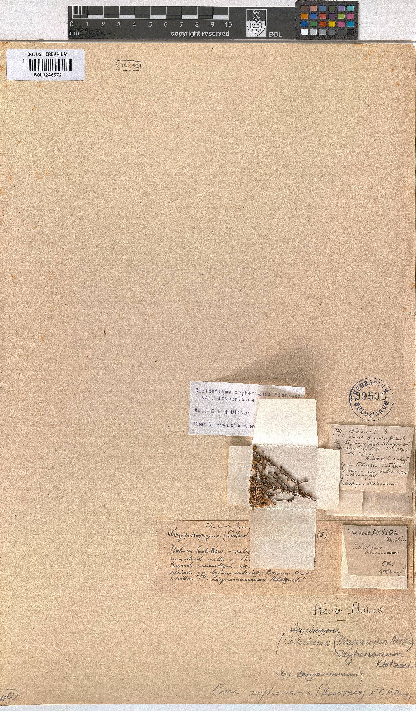 Erica zeyheriana image