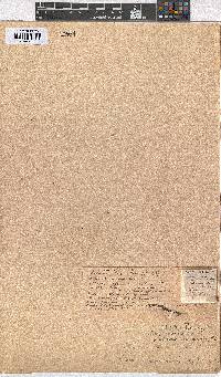 Erica subcapitata image