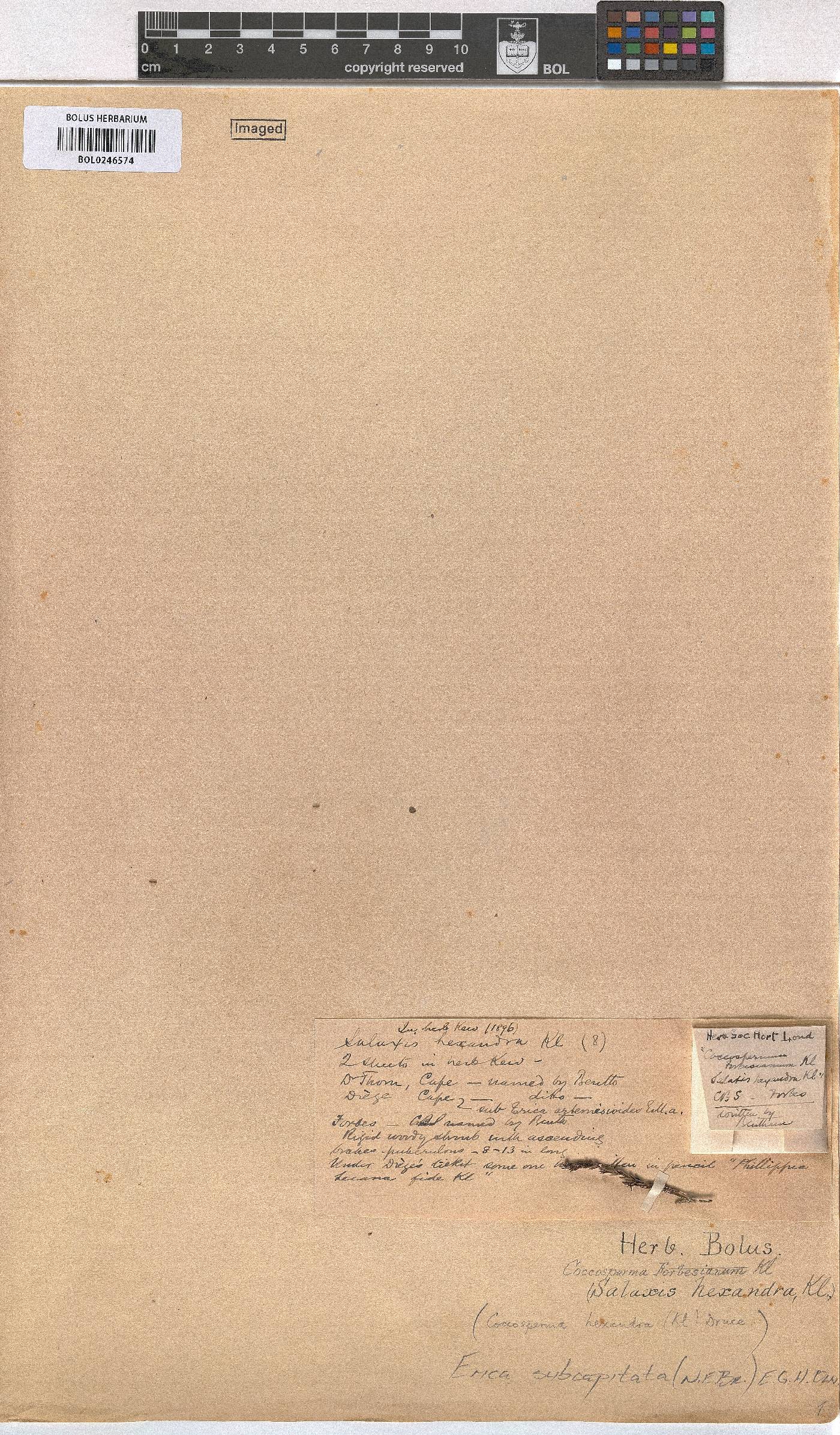 Erica subcapitata image