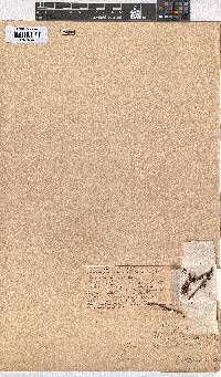 Erica subcapitata image