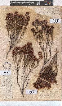 Erica seriphiifolia image