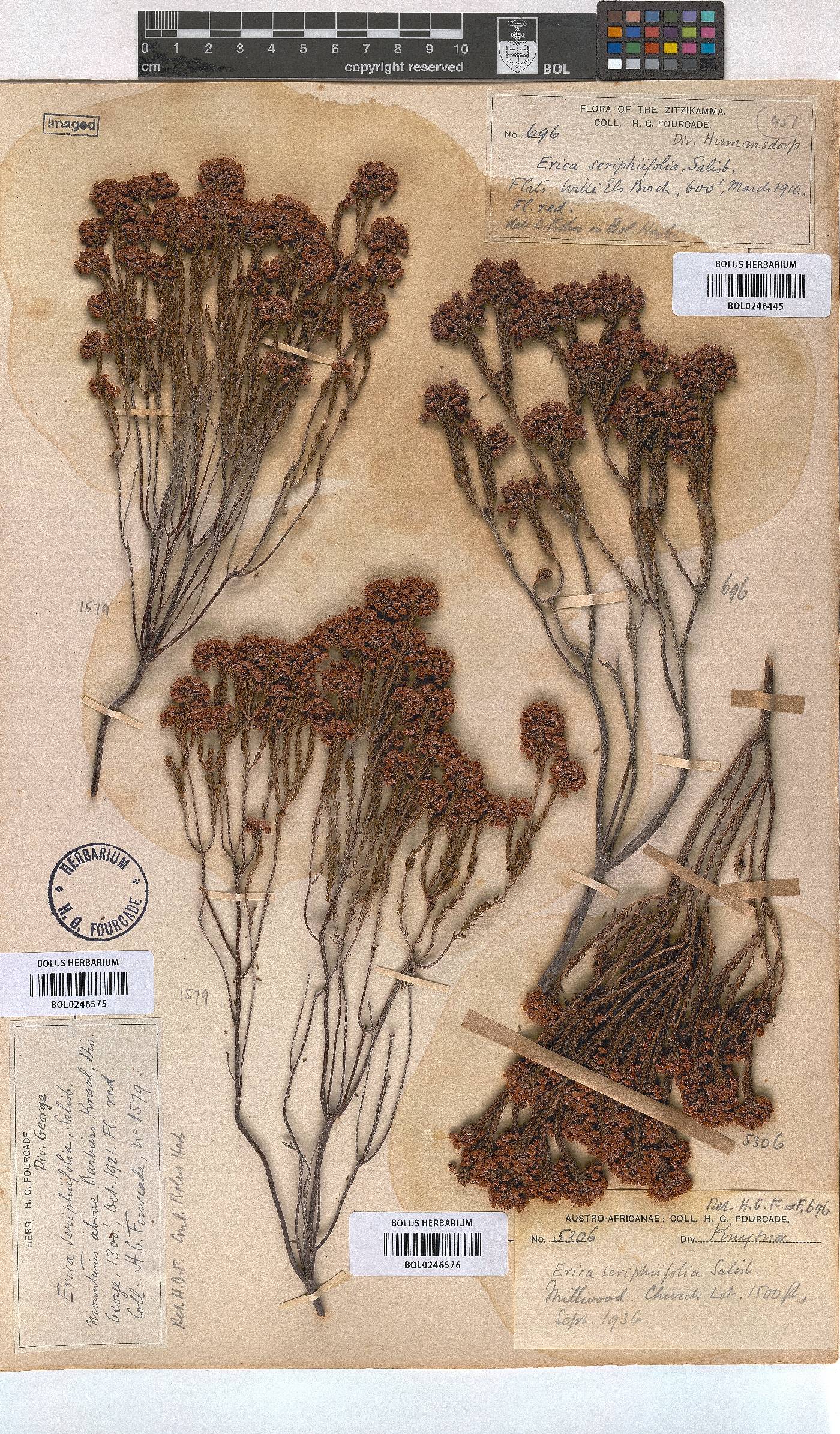 Erica seriphiifolia image