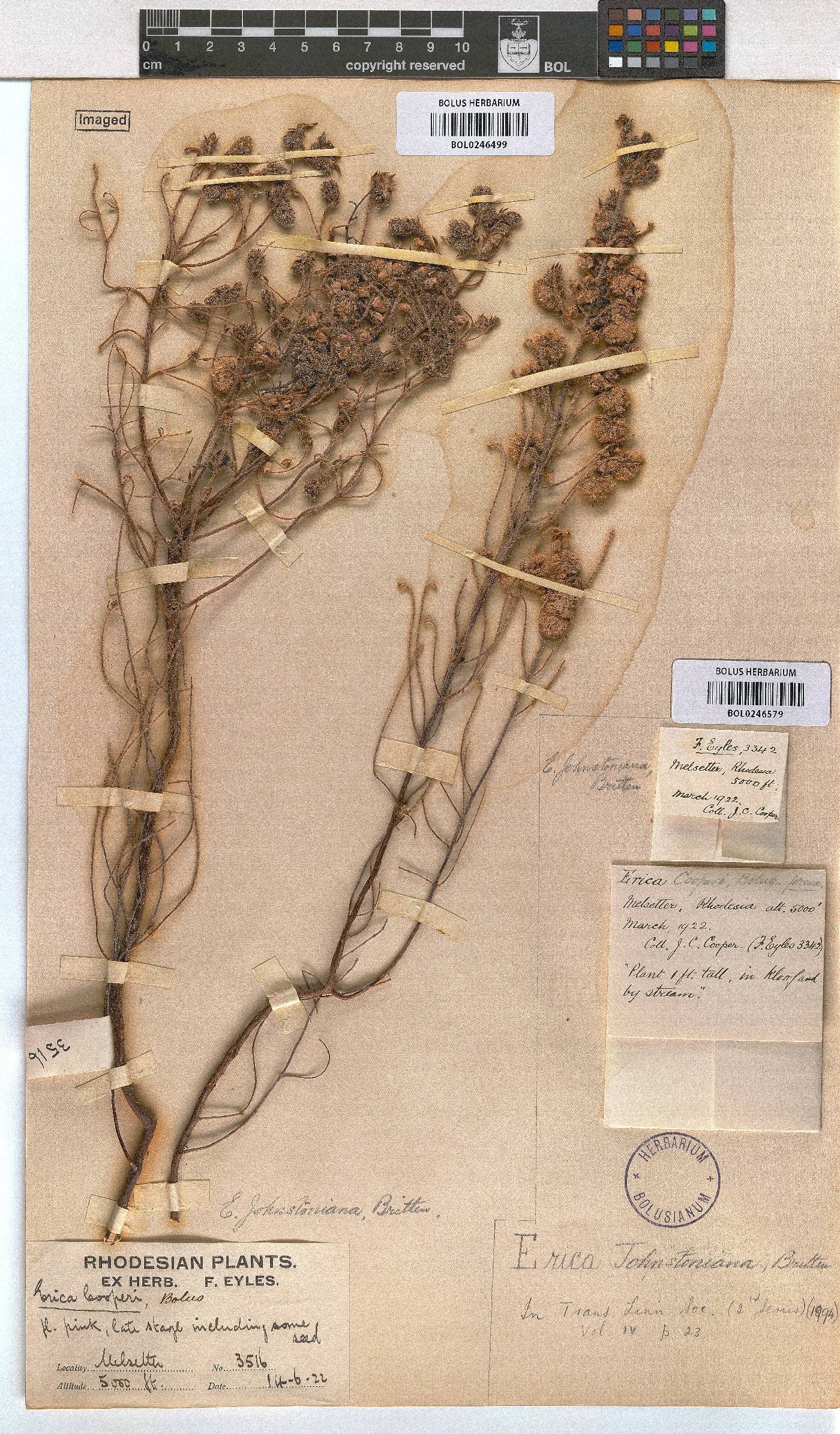 Erica johnstoniana image