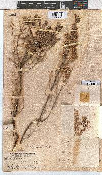 Erica johnstoniana image