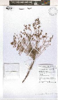 Erica benguelensis image