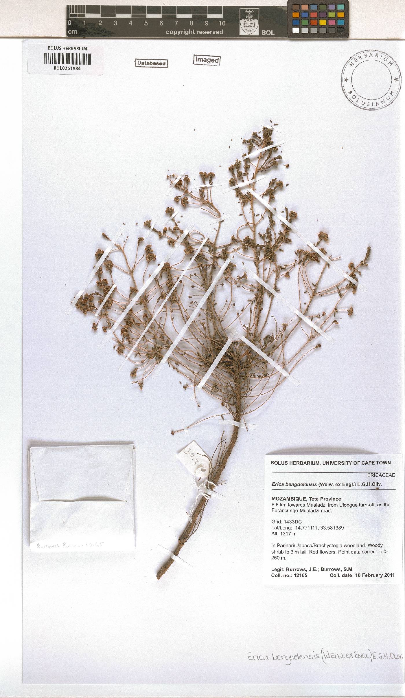 Erica benguelensis image