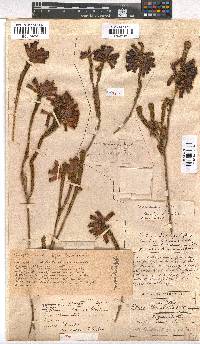 Erica regia subsp. regia image