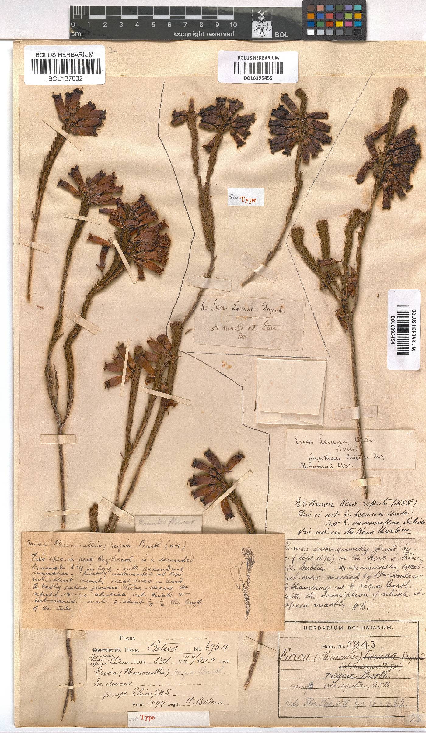 Erica regia subsp. regia image