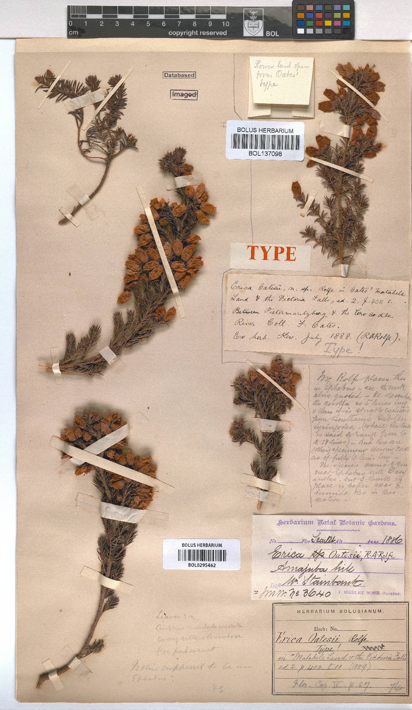 Erica oatesii var. oatesii image