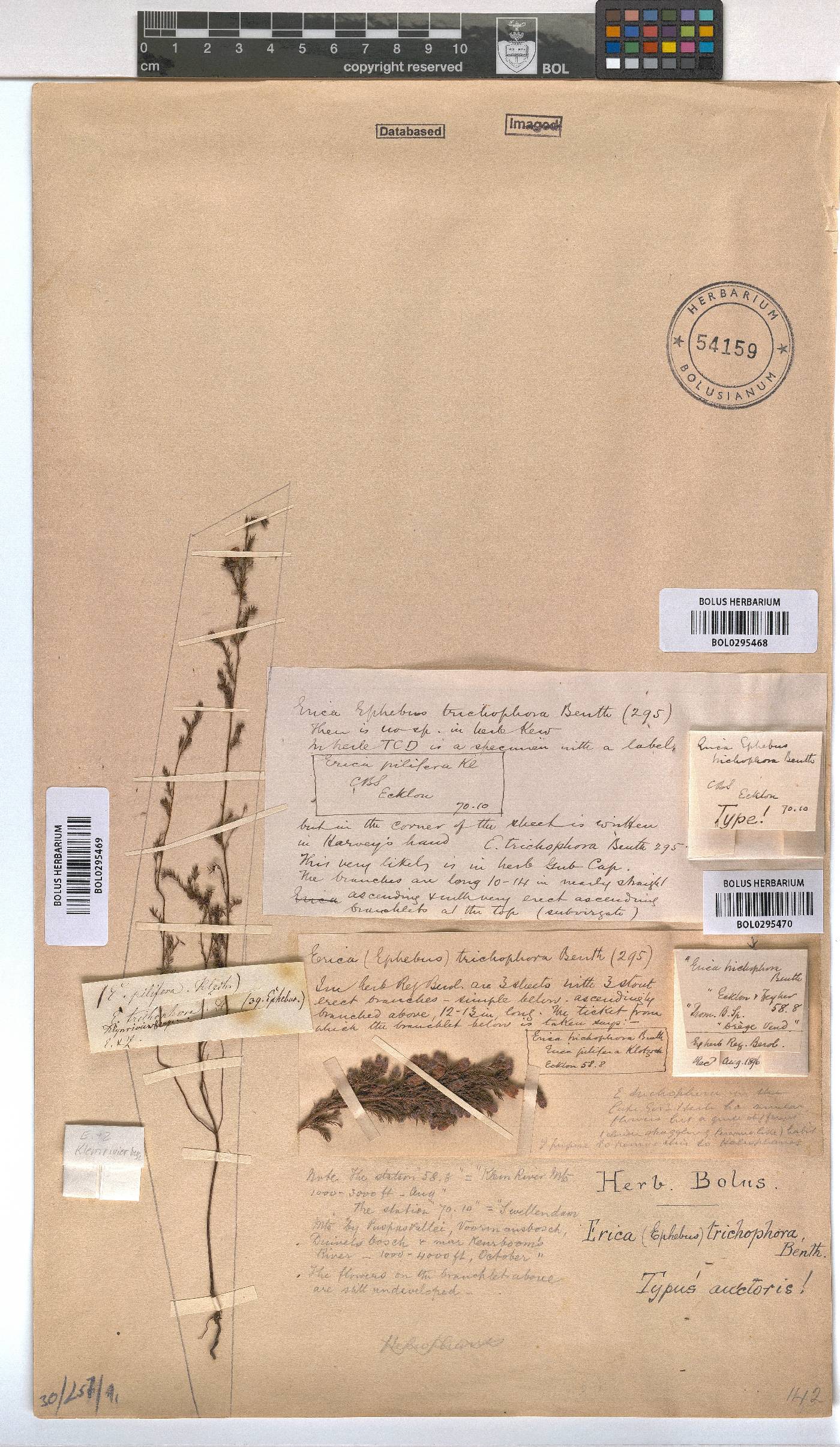 Erica trichophora image