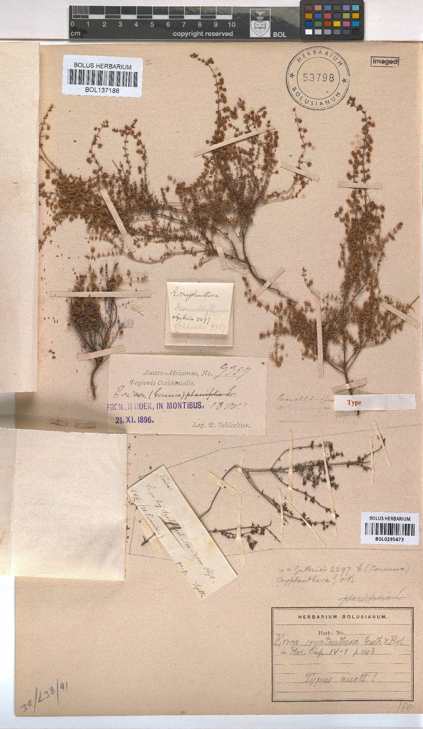 Erica cryptanthera image