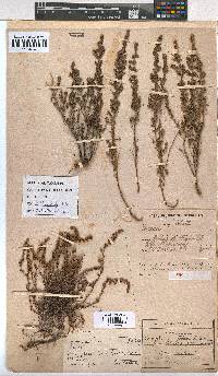 Erica woodii subsp. woodii image