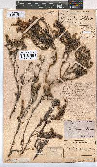 Erica reenensis image